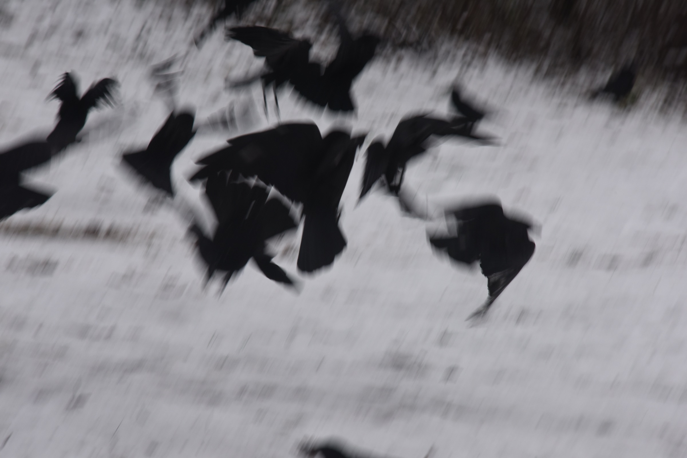 A flock of crows startled into flight over snow
